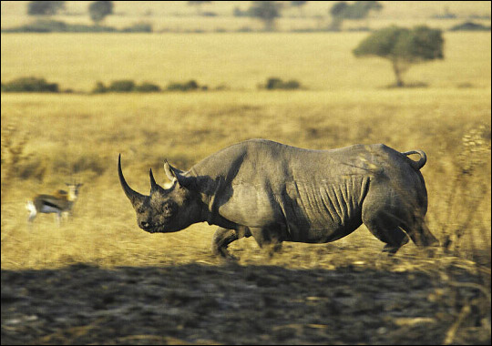 blackrhino.jpeg