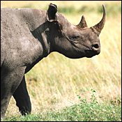 blackrhino.jpg